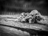 mushrooms with name langstieliges samthäubchen grow out of the trunk of an old tree, black-and-white