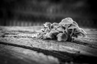 mushrooms with name langstieliges samthäubchen grow out of the trunk of an old tree, black-and-white