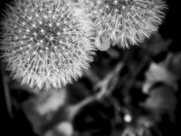 three dandelion puffballs with a filigree structure in front of a black background, black-and-white