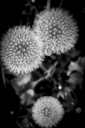 three dandelion puffballs with a filigree structure in front of a black background, black-and-white