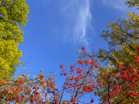 in front of a blue sky you see autumn colored trees and shrubs