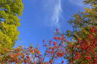in front of a blue sky you see autumn colored trees and shrubs