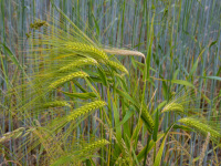 colorful barley ears in green and yellow in front of a field