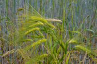 colorful barley ears in green and yellow in front of a field