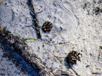 black tree roots and pine cones are laying on white sand in a heath landscape