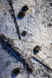 black tree roots and pine cones are laying on white sand in a heath landscape