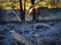 in a winter landscape a frosty branch is hanging directly in front of the setting sun