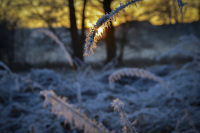 in a winter landscape a frosty branch is hanging directly in front of the setting sun