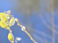 a branch with yellow pussy willow catkin in front of a blue lake