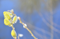 a branch with yellow pussy willow catkin in front of a blue lake