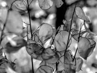the round white leaves of the annual honesty, black-and-white