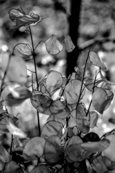 the round white leaves of the annual honesty, black-and-white