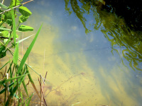 a colorful lake scene in yellow, green and blue with some tadpoles in it