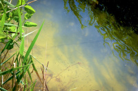 a colorful lake scene in yellow, green and blue with some tadpoles in it