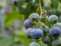 blue ripe and green unripe blueberries are hanging on the bush