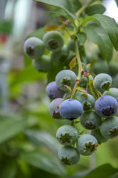 blue ripe and green unripe blueberries are hanging on the bush