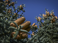 in front of a blue sky you see fir cones on the light green firs