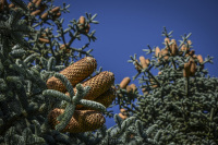 in front of a blue sky you see fir cones on the light green firs
