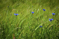 six blue cornflowers grow in middle of a green rye field