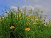 yellow blossoms of dandelion are standing in front of a rapeseed field