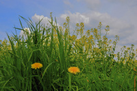 yellow blossoms of dandelion are standing in front of a rapeseed field