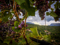 from a grape pergola you see a green landscape and the big mountains of zagori in eprius at the horizon