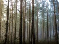 tall tree trunks of a pine forest in foggy light