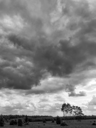 a heathland landscape at a strong cloudy sky, black-and-white
