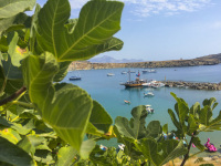 behind a fig tree is the bay of lindos on rhodes with many ships and boats