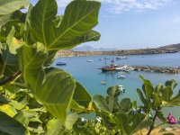 behind a fig tree is the bay of lindos on rhodes with many ships and boats