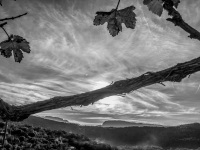behind a grapevine you see the greek landscape of epirus, the zagori mountains and a light cloudy sky, black-and-white