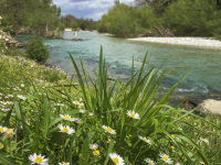 in front of the light blue voidomatis river in epirus grow daisy flowers