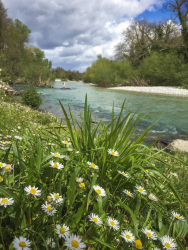 in front of the light blue voidomatis river in epirus grow daisy flowers
