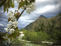 behind a twig with white cherry blossoms you see a mountain and the voidomatis river in epirus