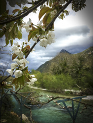 behind a twig with white cherry blossoms you see a mountain and the voidomatis river in epirus