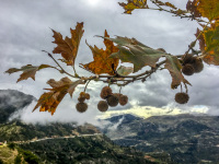 behind the autumnal twig of a plane tree stretches the landscape near kalavrita on peloponnese