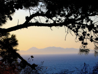 through branches of pine you see the sundown at the turkish coast