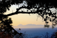 through branches of pine you see the sundown at the turkish coast