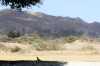 a little lizard enjoy the shadow of a tree