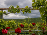 you see green hills and a cloudy sky behind a garden with wine and red roses