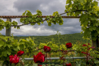 you see green hills and a cloudy sky behind a garden with wine and red roses