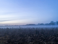 a field with withered sunflowers on a foggy november morning