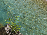 in front of a turquoise colored river stands a tree stump with plants in it