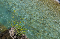 in front of a turquoise colored river stands a tree stump with plants in it