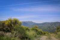 behind big yellow gorse bushes extends a greek mountain landscape