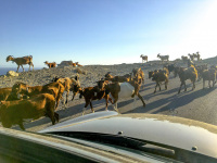 in the light of the evening sun some goats are going past at a mercedes benz