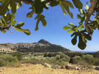 standing under a fig tree there is a view to the tsambika hill on rhodes