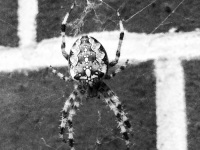 a little cross spider in her spider net, black-and-white