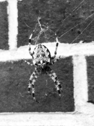 a little cross spider in her spider net, black-and-white