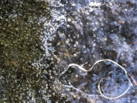 a thick layer of ice was building a little artwork